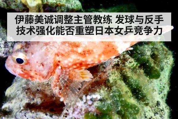 伊藤美诚调整主管教练 发球与反手技术强化能否重塑日本女乒竞争力